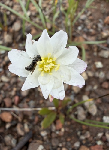 Lewisia oppositifolia, photograph 6