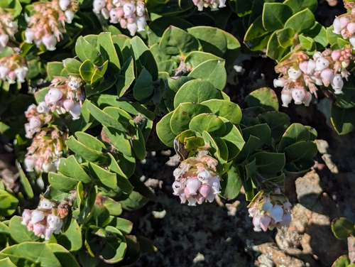 Arctostaphylos imbricata, photograph 1