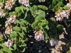 Arctostaphylos imbricata, photograph (c) Alexander Wentworth, some rights reserved (CC BY)