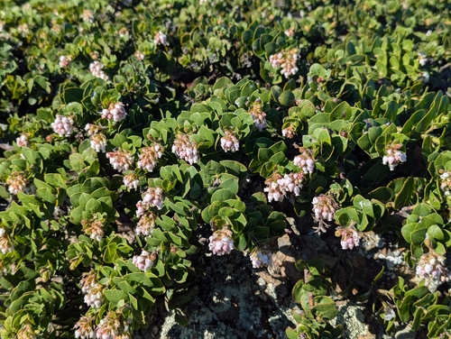Arctostaphylos imbricata, photograph 2