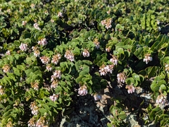 Arctostaphylos imbricata, photograph (c) Alexander Wentworth, some rights reserved (CC BY)