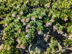 Arctostaphylos imbricata, photograph (c) Alexander Wentworth, some rights reserved (CC BY)