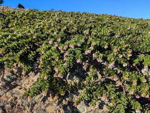 Arctostaphylos imbricata, photograph 4