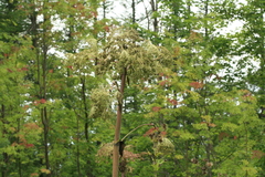 Angelica ursina