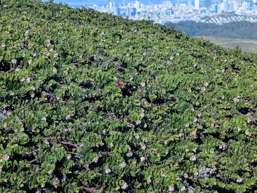 Arctostaphylos imbricata, photograph 5