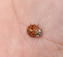 Harmonia axyridis