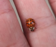 Harmonia axyridis