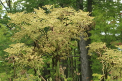 Angelica ursina