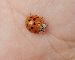 Harmonia axyridis