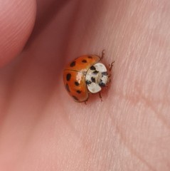 Harmonia axyridis