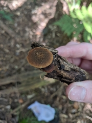 Simocybe phlebophora