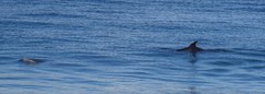 Delphinus