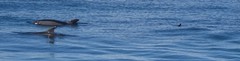 Delphinus