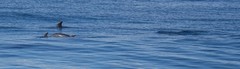 Delphinus