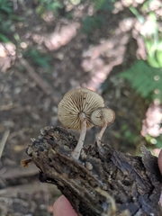 Simocybe phlebophora