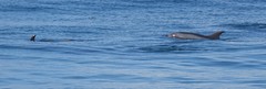 Delphinus