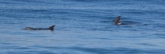 Delphinus