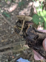 Simocybe phlebophora