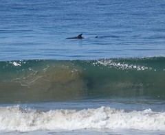 Delphinus