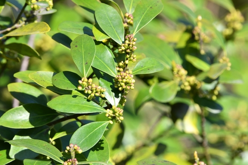 Ilex integra iNat (1)