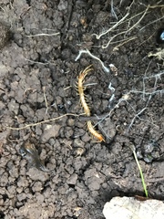 Scolopocryptops gracilis