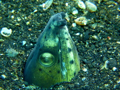 Ophichthus altipennis