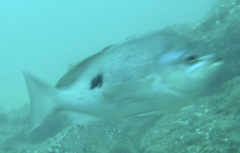 Caesioperca lepidoptera