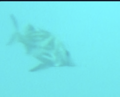 Paristiopterus