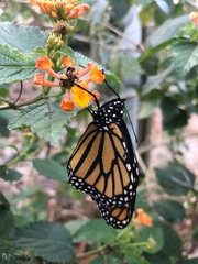 Danaus plexippus