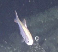 Paratrachichthys trailli