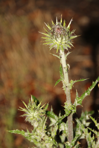 iNaturalist observation photo of Cobwebby Thistle