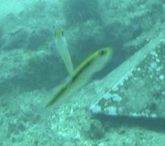 Forsterygion maryannae