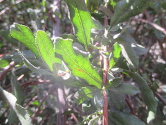 Escallonia illinita