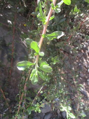 Escallonia illinita