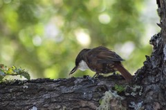 Pygarrhichas albogularis