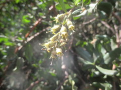 Escallonia illinita