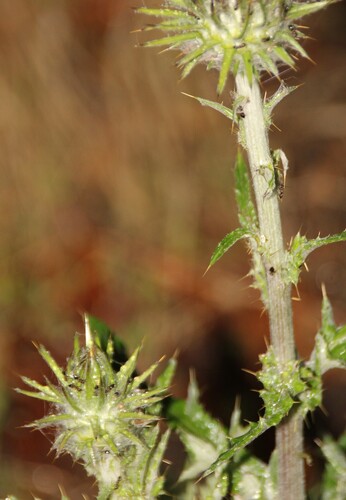 iNaturalist observation photo of Crematogaster