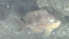 Caesioperca lepidoptera