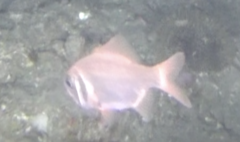 Paratrachichthys trailli