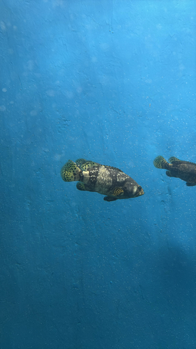 Giant Grouper