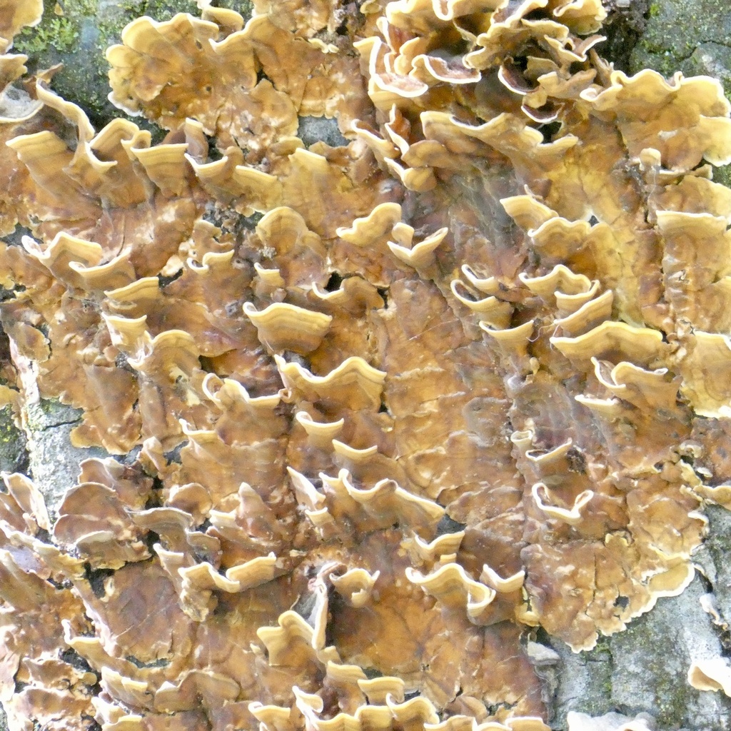 Stereum hirsutum · April 2026 · photo: © karenoffereins (iNaturalist, cc-by)