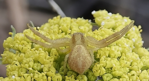 Crab Spider