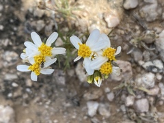 Thymophylla concinna