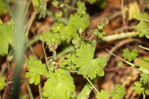iNaturalist observation photo of Dove's-foot crane's-bill