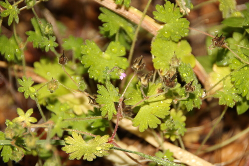 iNaturalist observation photo of Dove's-foot crane's-bill