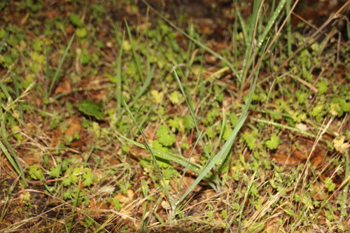 iNaturalist observation photo of grasses, sedges, cattails, and allies