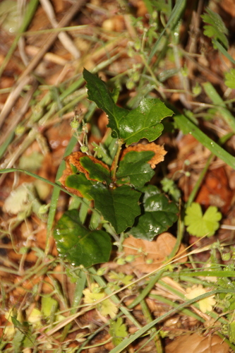 iNaturalist observation photo of coast live oak
