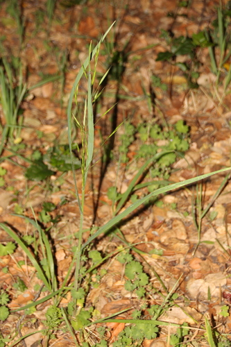 iNaturalist observation photo of Oats