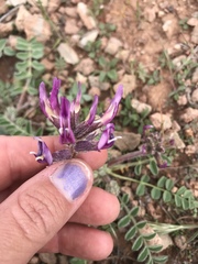 Astragalus holmgreniorum