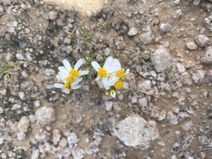 Thymophylla concinna